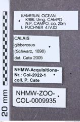 Etiketten zu Aeolus scutellatus (NHMW-ZOO-COL-0009935)